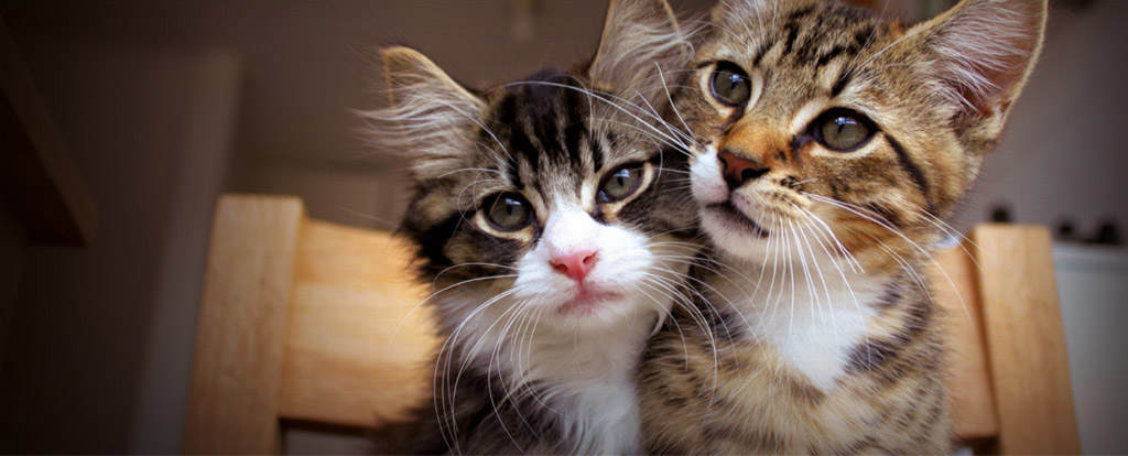 Image of two cats cuddling
